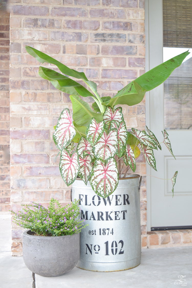 banana plant flower market pot