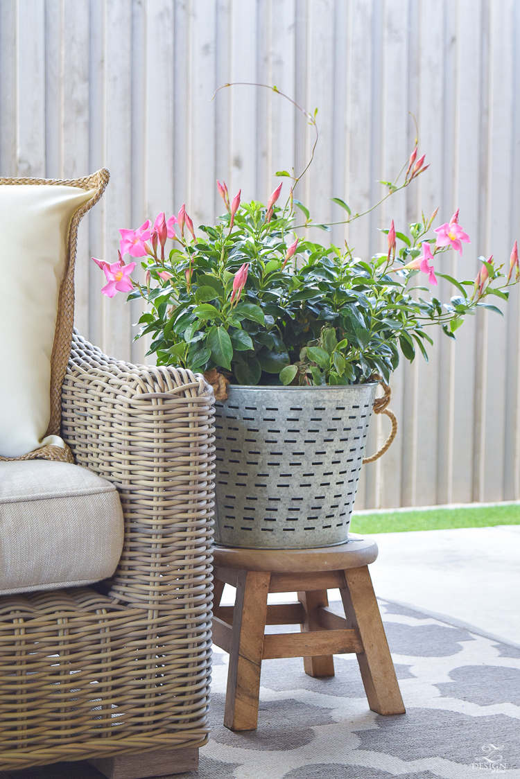 bougainvillea plant olive bucket