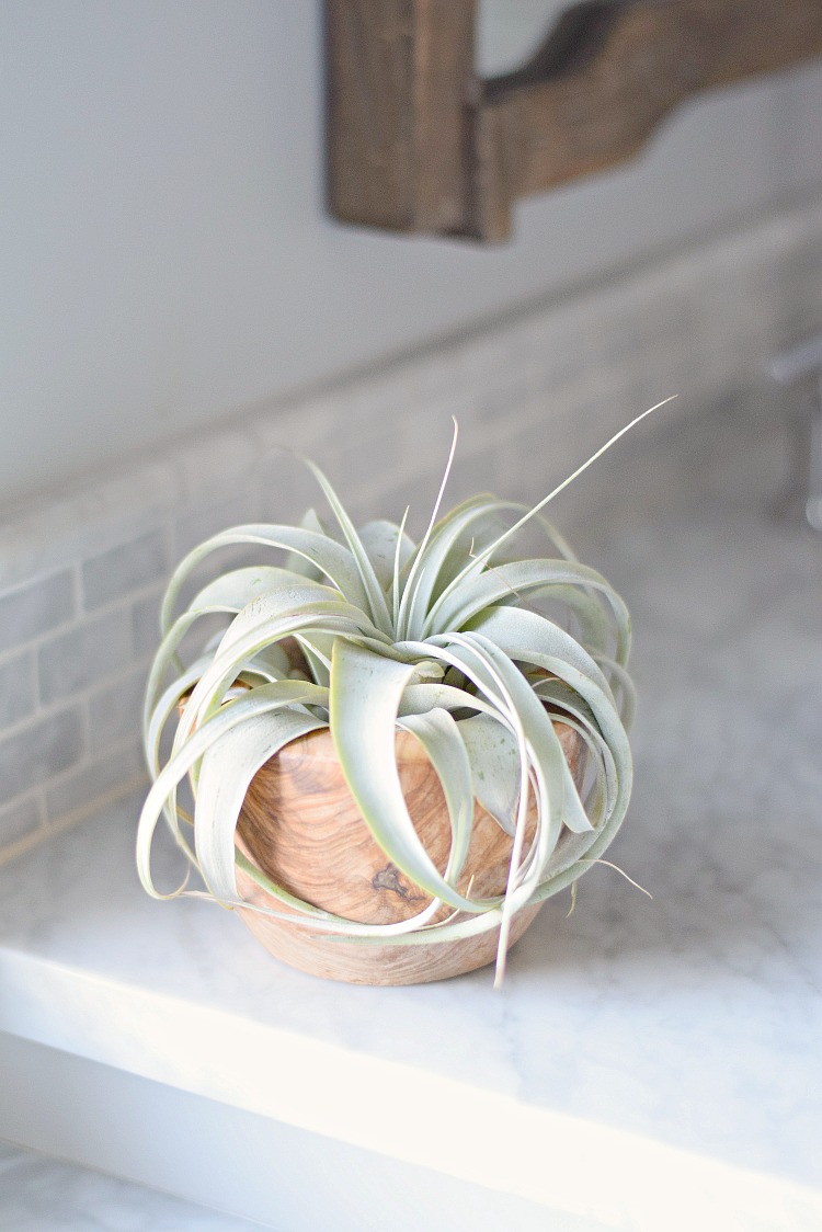 spring update tips succulent in wooden pot