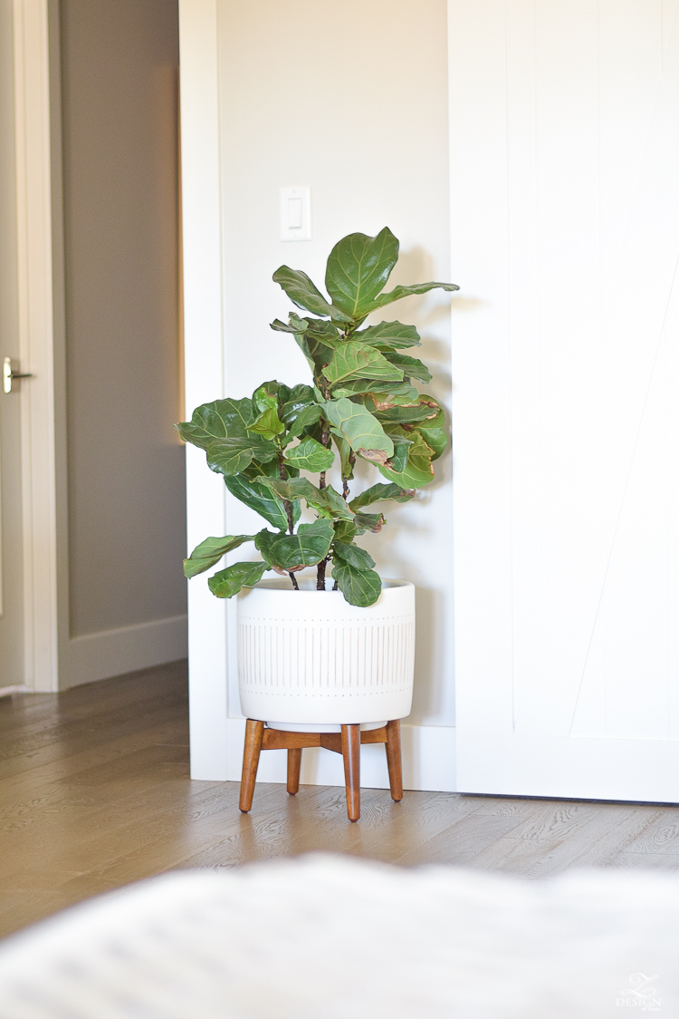 fiddle leaf fig in west elm mid-century flower pot-1