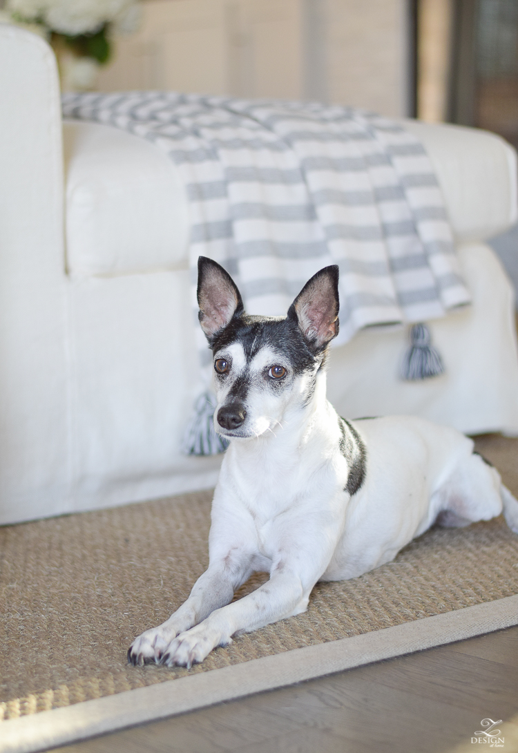 zdesign at home spring tour black and white rat terrier dog sea grass rug-1