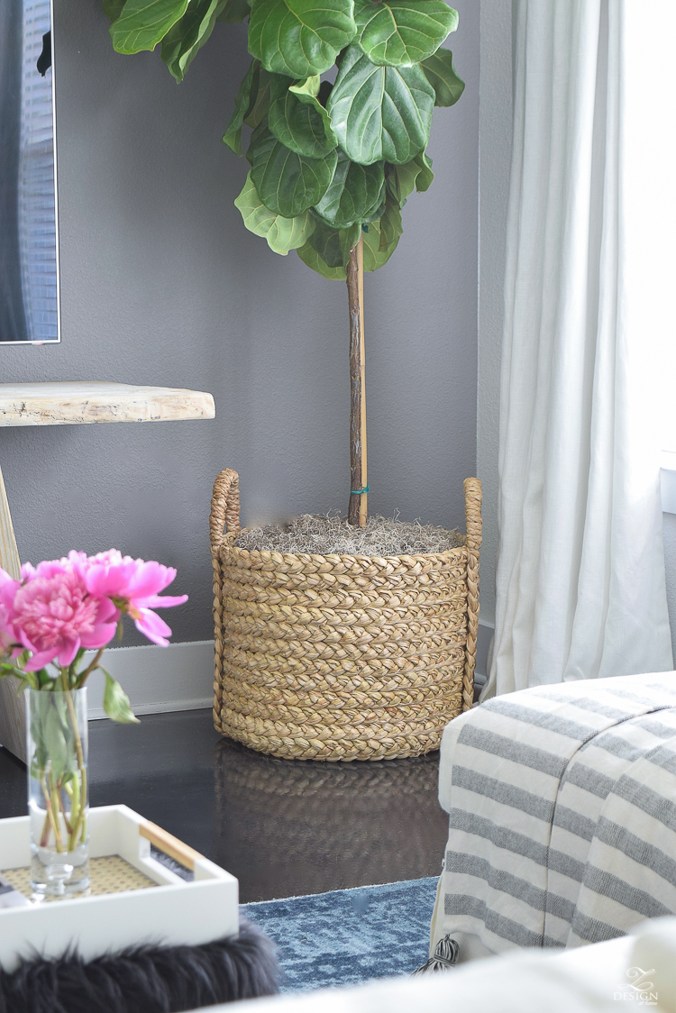 Tall Plants Houston fiddle leaf fig in pottery barn beachcomber basket with gray moss pink peonies gray accent wall-6