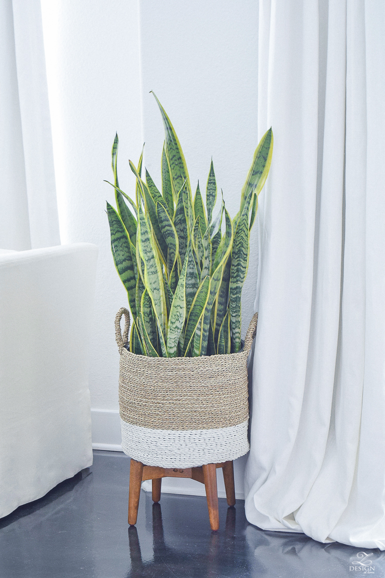 snake plant mother in laws tounge in basket modern design mid centry modern plant stand-1