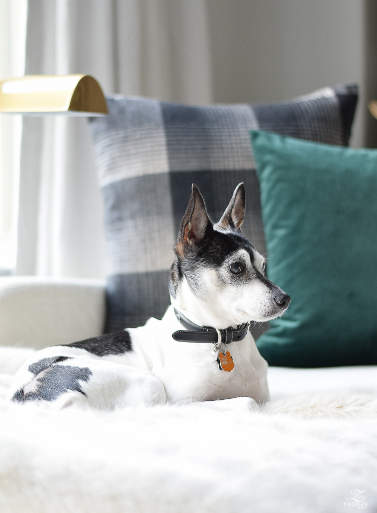 Our sweet pup Gracie lounging in our Christmas living room