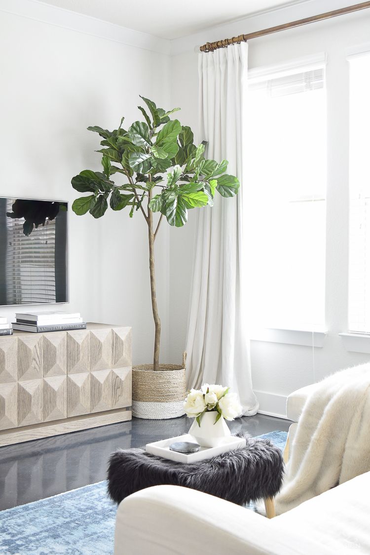 An honest review of the best fiddle leaf fig out there!