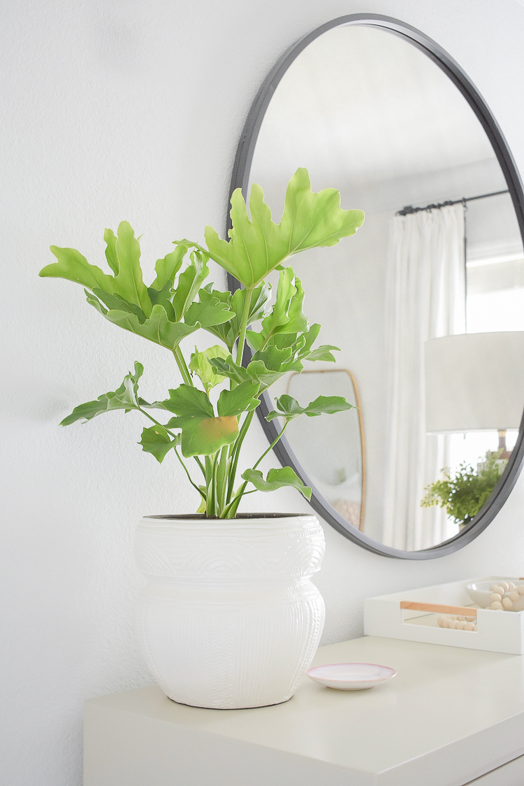 Styled for the season spring tour - modern potted house plant