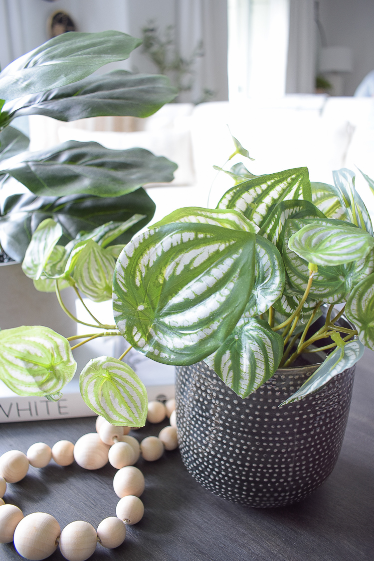 Close up of small faux peperomia plant 