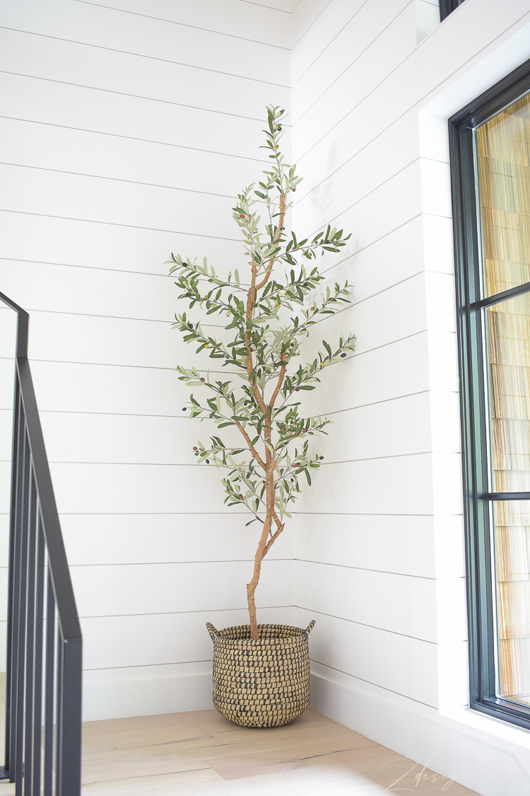 tall slender olive tree