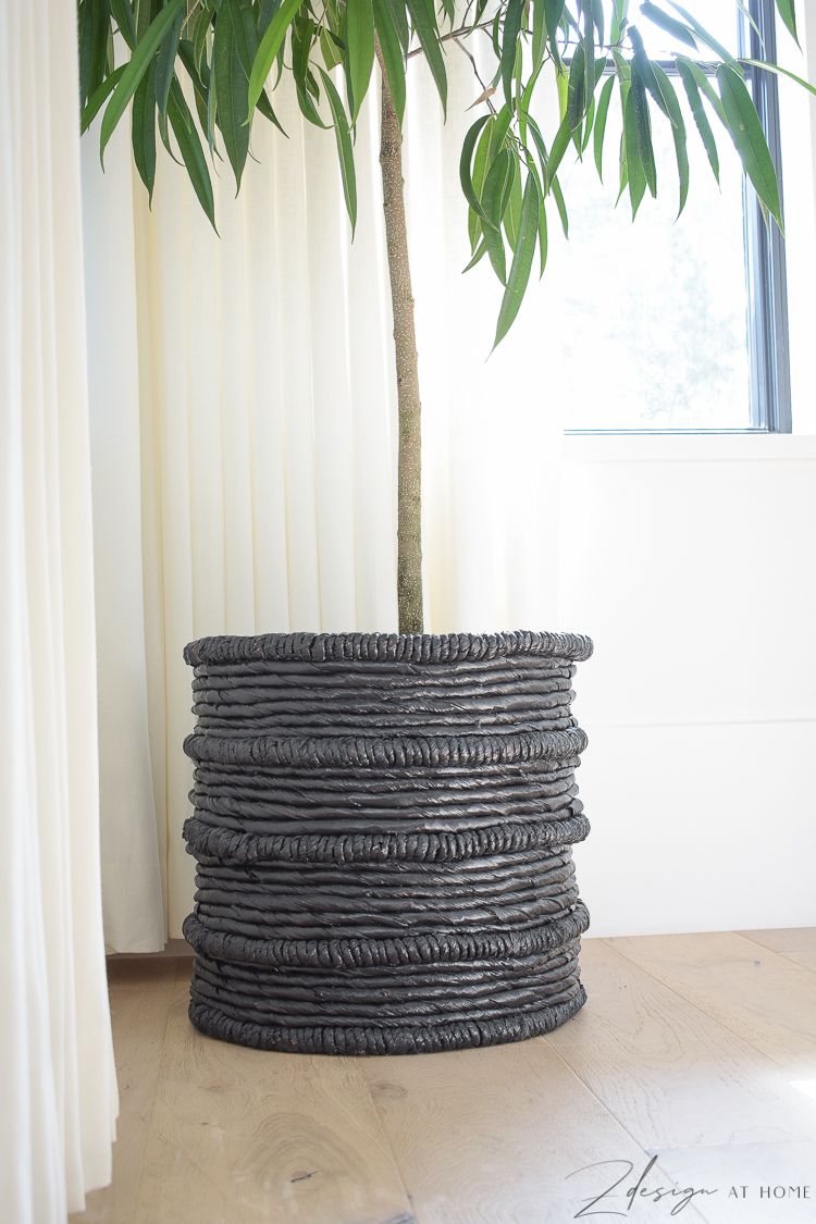 ficus alibi in black basket